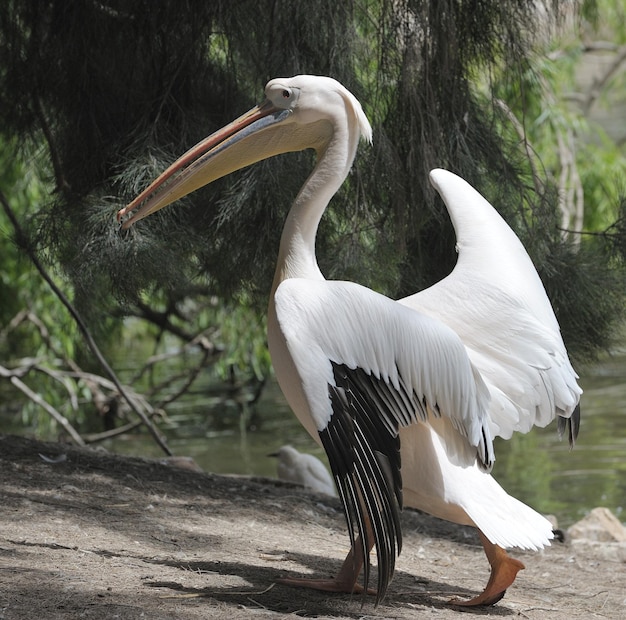 Photo pelican