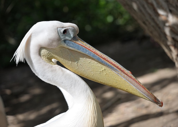 Photo pelican