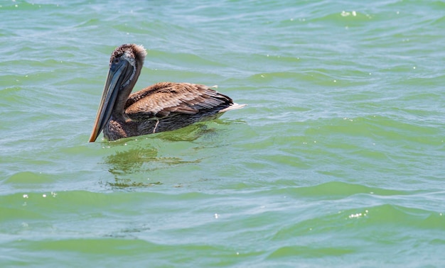 Photo pelicano en playa el murciélago, manabí