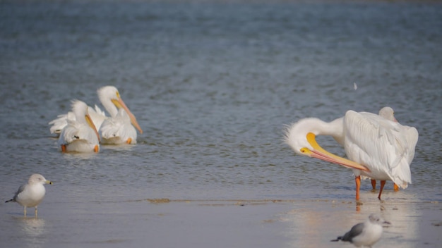 写真 湖のペリカンとカモメ