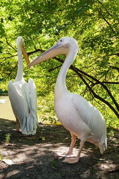 Pelicans bask in the sun close up