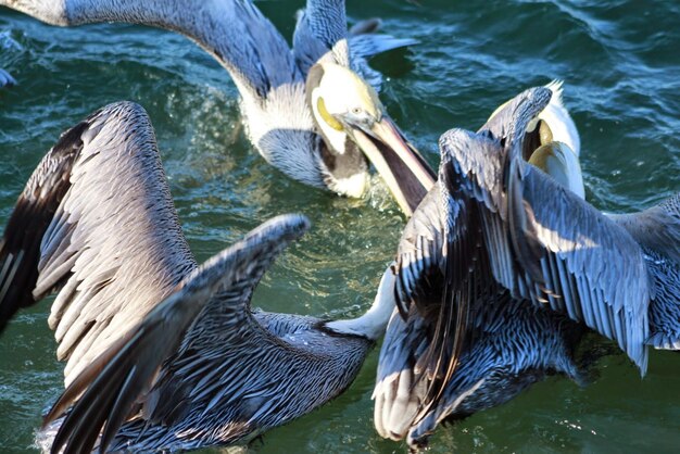 Фото Пеликаны обедают в море.