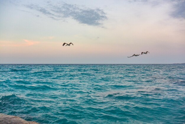 ペリカンは、夕方にバラデロビーチのバラデロキューバペリカンの熱帯のビーチで気分がいい