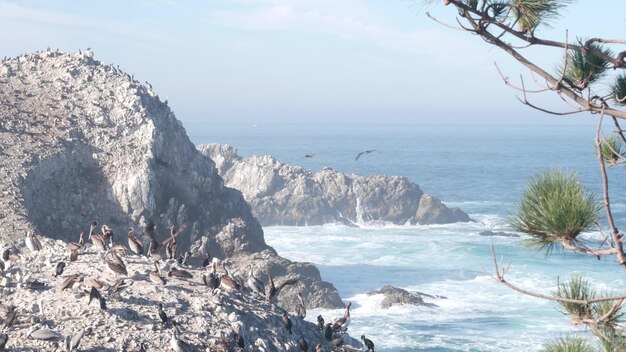 ペリカンは岩だらけの崖の島の海のポイントロボスカリフォルニアの鳥が飛んで群れます