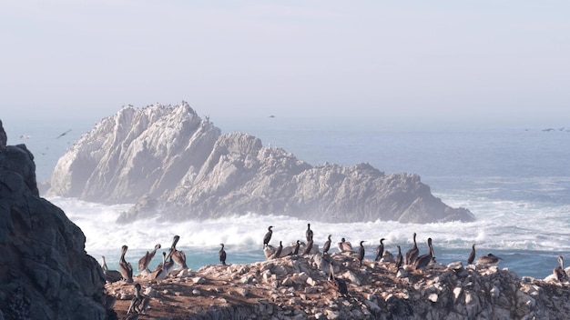 ペリカンは岩だらけの崖の島の海のポイントロボスカリフォルニアの鳥が飛んで群れます