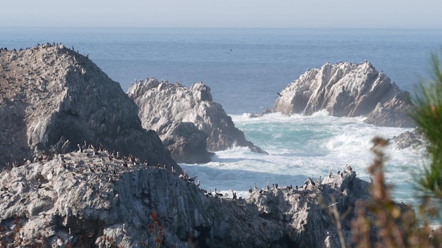 ペリカンは岩が多い崖の島の海のポイントロボスカリフォルニアの鳥が飛んで群れます