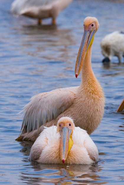 Pelicans on the lake. Lake Nakuru.