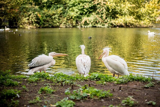 Photo pelicans on lakeshore