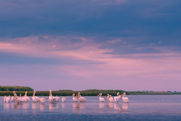 Pelicans in the morning in the Danube Delta