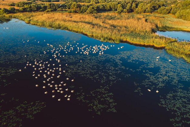 Фото Пеликаны на озере