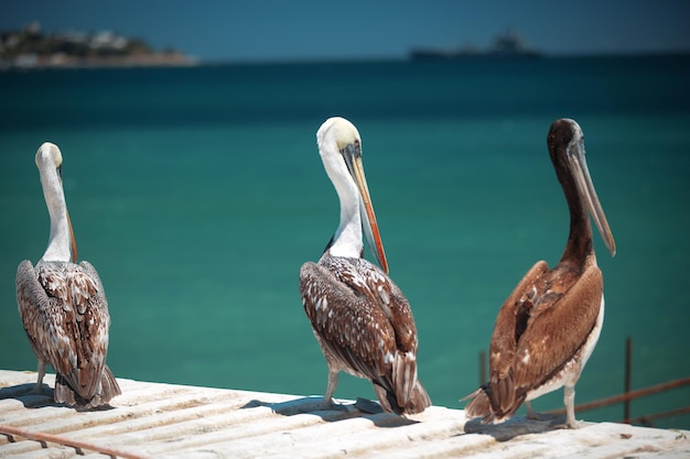 Пеликаны на побережье Тихого океана