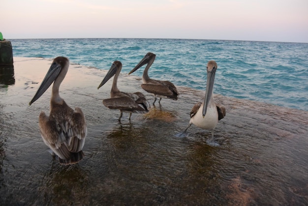 Pelicans Pelecanus는 Varadero Cuba 2019의 열대 해변에서 기분이 좋습니다.