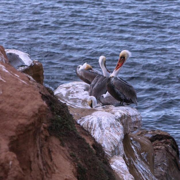 写真 海の岩の上に座っているペリカン