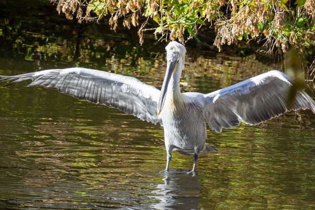 Pelicans in the pond