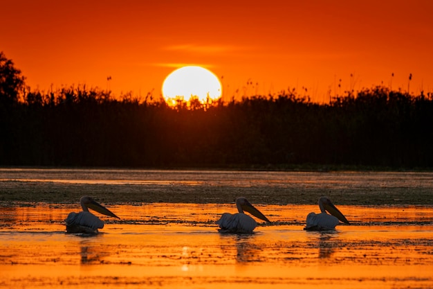 Photo pelicans swimming in lake against orange sky during sunset