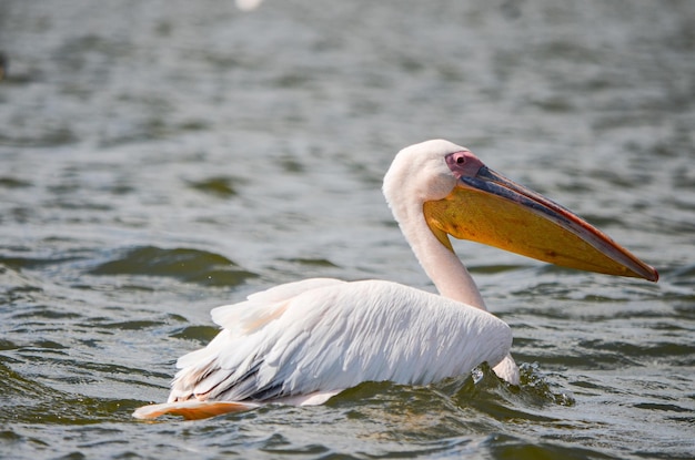 Pelicans swimming in Lake Naivasa in Kenya Africa