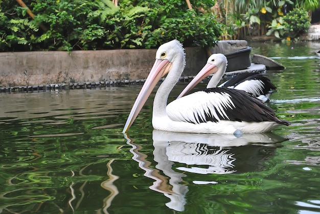 湖で泳ぐペリカン