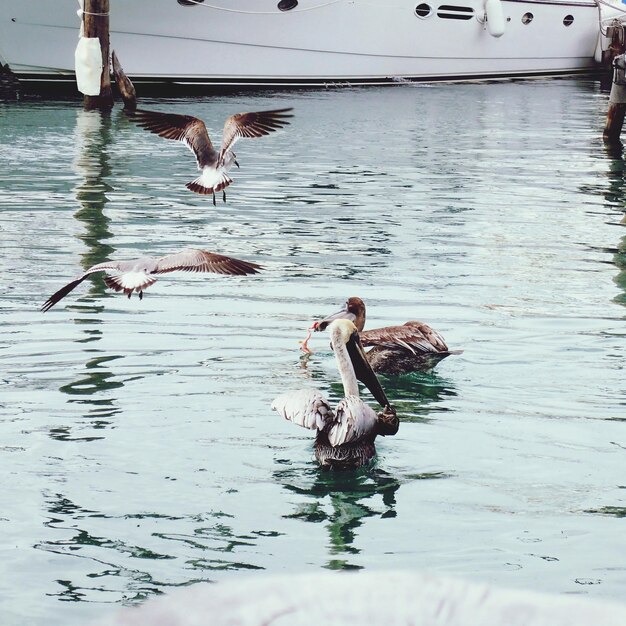 Foto pelicani che nuotano nel porto turistico.