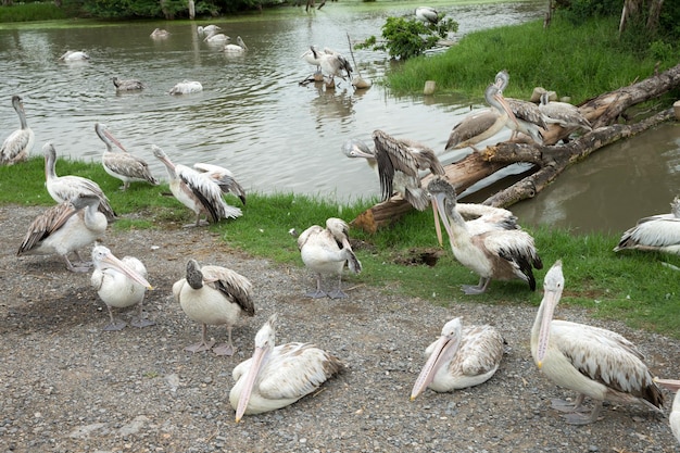 Photo pelicans