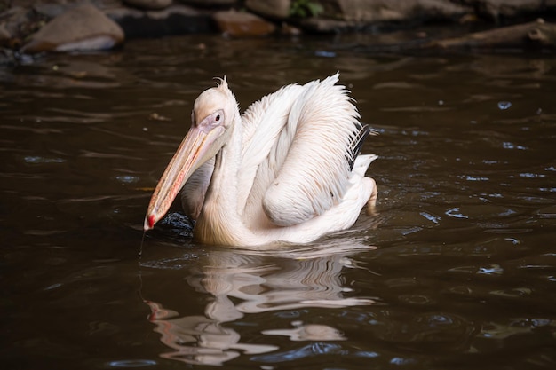 Pelikaan bij het water Watervogels Wildlife vogels Vogels in de dierentuin Lange snavel Licht verenkleed