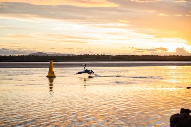 Pelikaan die over de oceaan vliegt bij zonsondergang