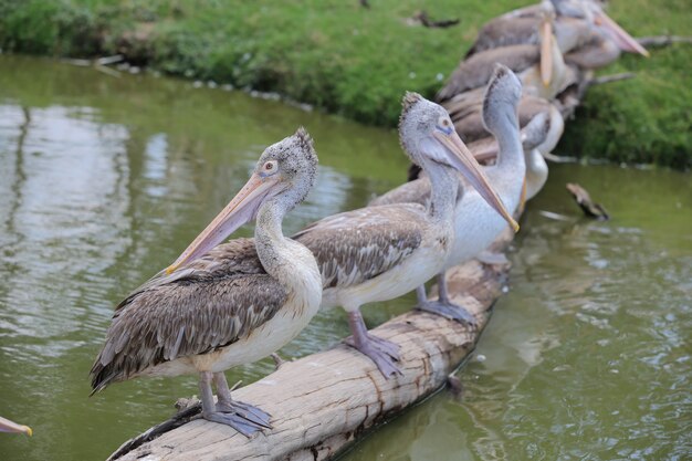 Pelikaan in de dierentuin