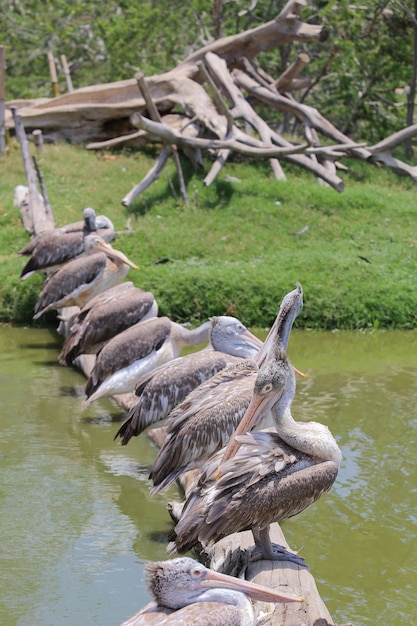 Pelikaan in de dierentuin