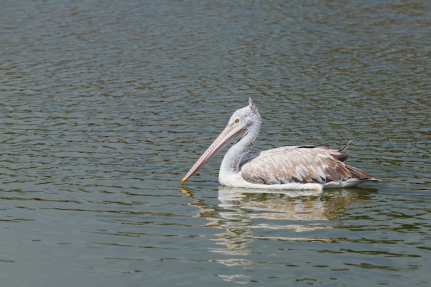 Foto pelikaan in meer