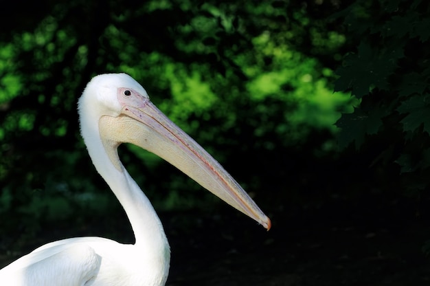 Pelikaan of roze pelikaan op donkere achtergrond