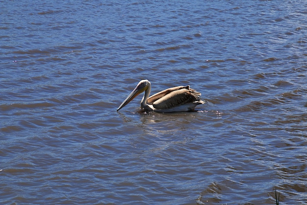 Pelikaan op safari in Afrika