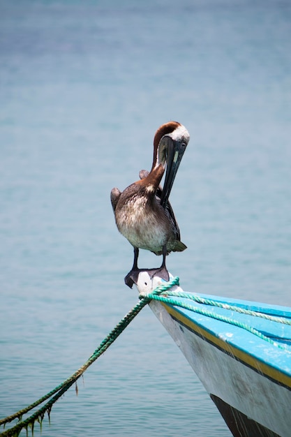 Foto pelikaan staande op een vissersboot margarita island