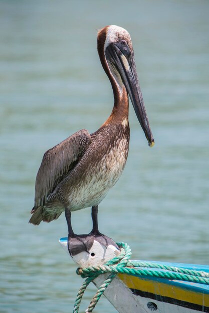 Foto pelikaan staande op een vissersboot margarita island