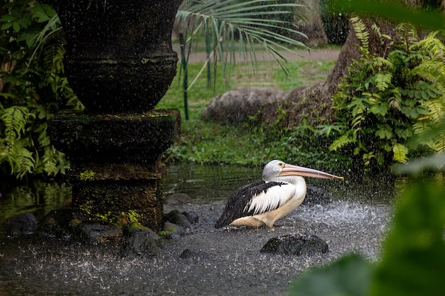 Pelikaan staat in het water in de regen