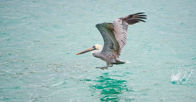 Pelikaan tijdens het vliegen op de blauwe zee