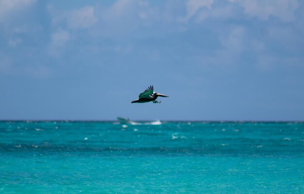 Foto pelikaan vliegt in de oceaan caribische zee pelicano volando en el mar caribe