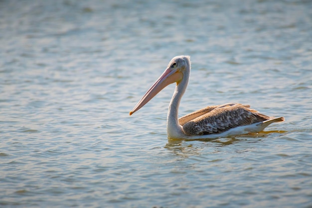 Pelikaan zwemt in het meer