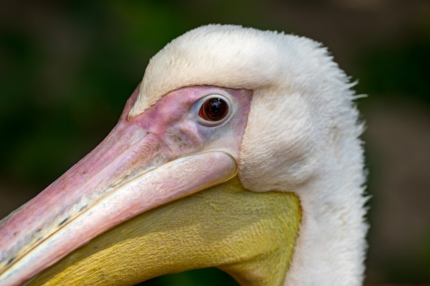 Pelikaanhoofd, witte vogel met grote gele bek, dierenbescherming, pelikaanclose-up met vage achtergrond