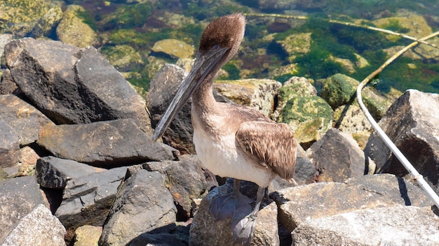 Pelikaanvogel buiten pelikaan buiten foto van pelikaanwild van pelikaan