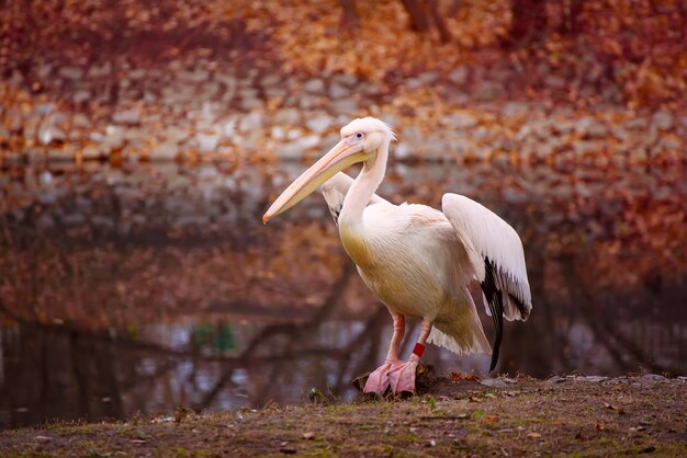 Pelikaanvogel met roze snavel dichtbij het meer in de natuurlijke achtergrond van het de herfstpark
