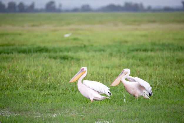 Pelikaanvogels in de groene gras status