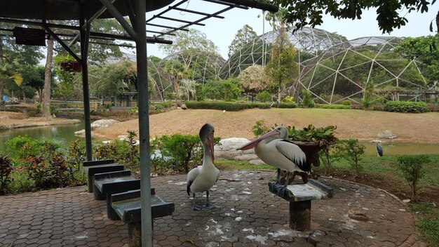 Foto pelikaanvogels in het park