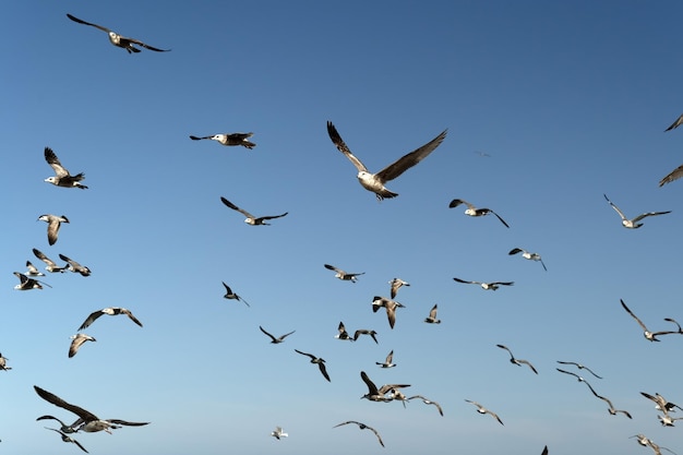 Pelikaanzeemeeuw vele vogels in strand Mexico van bajacalifornië