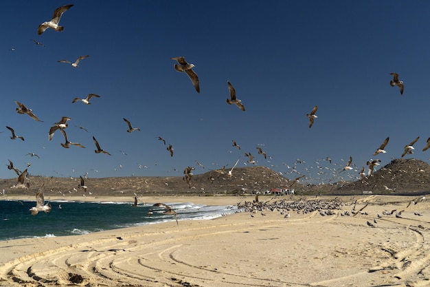 Pelikaanzeemeeuw vele vogels in strand Mexico van bajacalifornië
