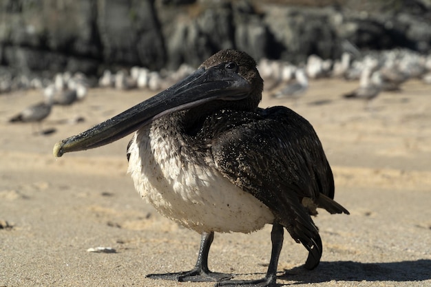 Pelikaanzeemeeuw vele vogels in strand Mexico van bajacalifornië