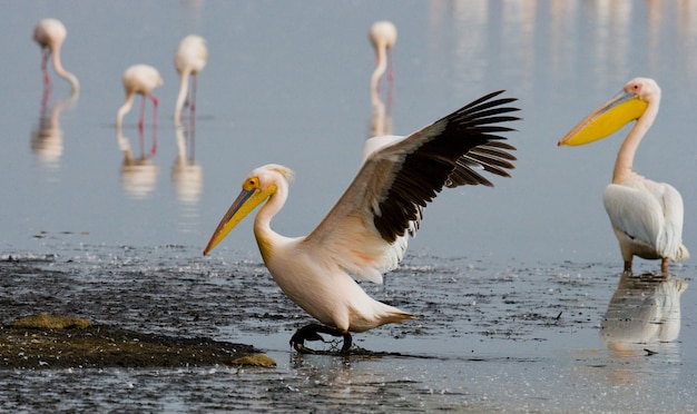 Pelikanen op het meer. Lake Nakuru.