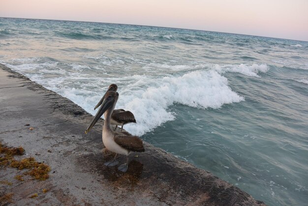 Pelikanen Pelecanus voelen zich geweldig op een tropisch strand in Varadero Cuba 2019