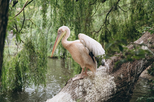 Pelikanen roze pelikaan pelicanus onocrotalus