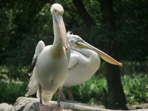 Foto pellicani jurong vogelpark