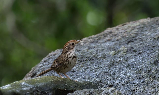 Pellorneum ruficeps на камне в лесу Таиланда