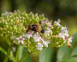 Photo pellucid fly on flower